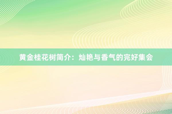 黄金桂花树简介：灿艳与香气的完好集会